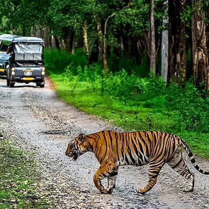 staymiraraya-nagarahole-tiger-safari