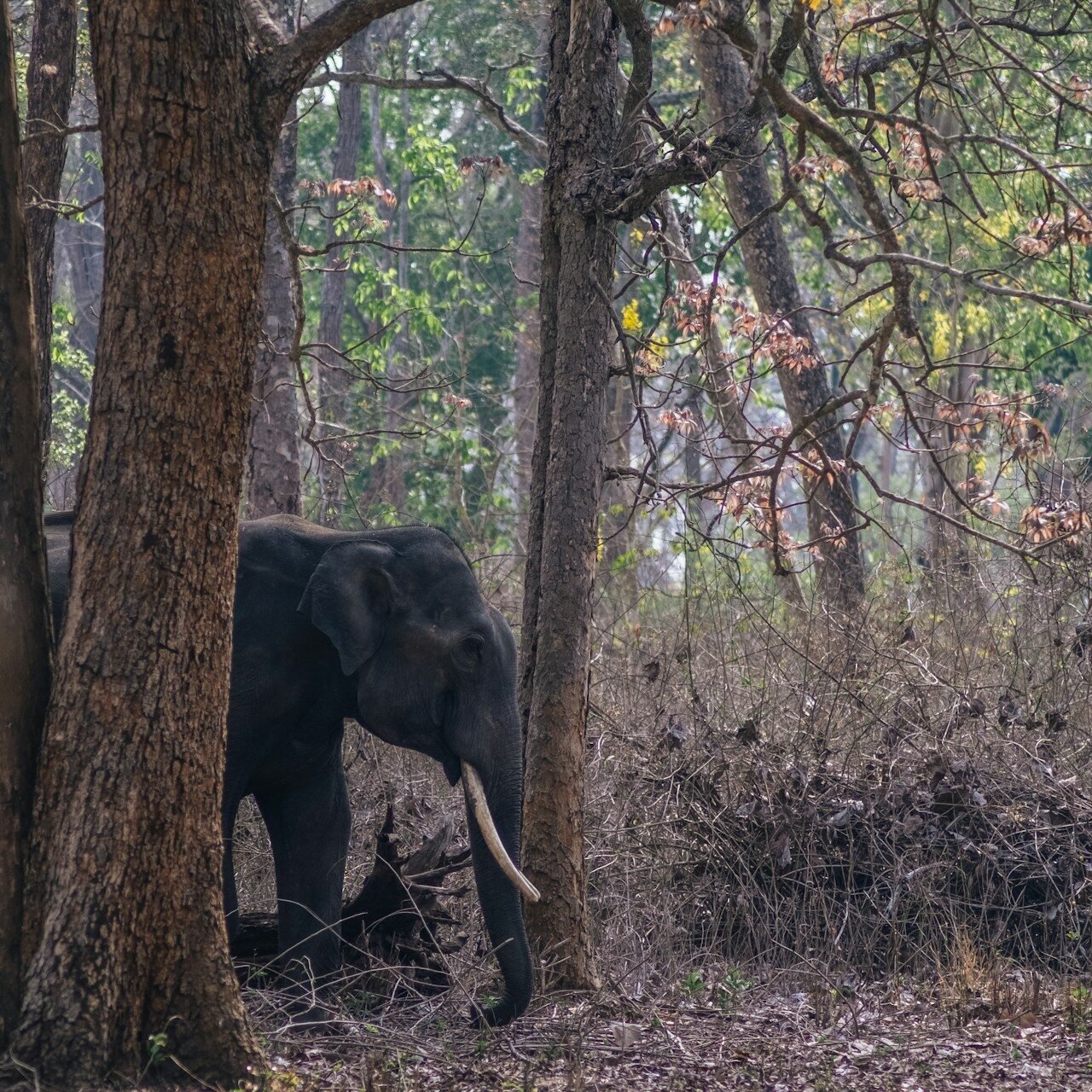 staymiraya-kabini-national-park