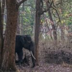 staymiraya-kabini-national-park